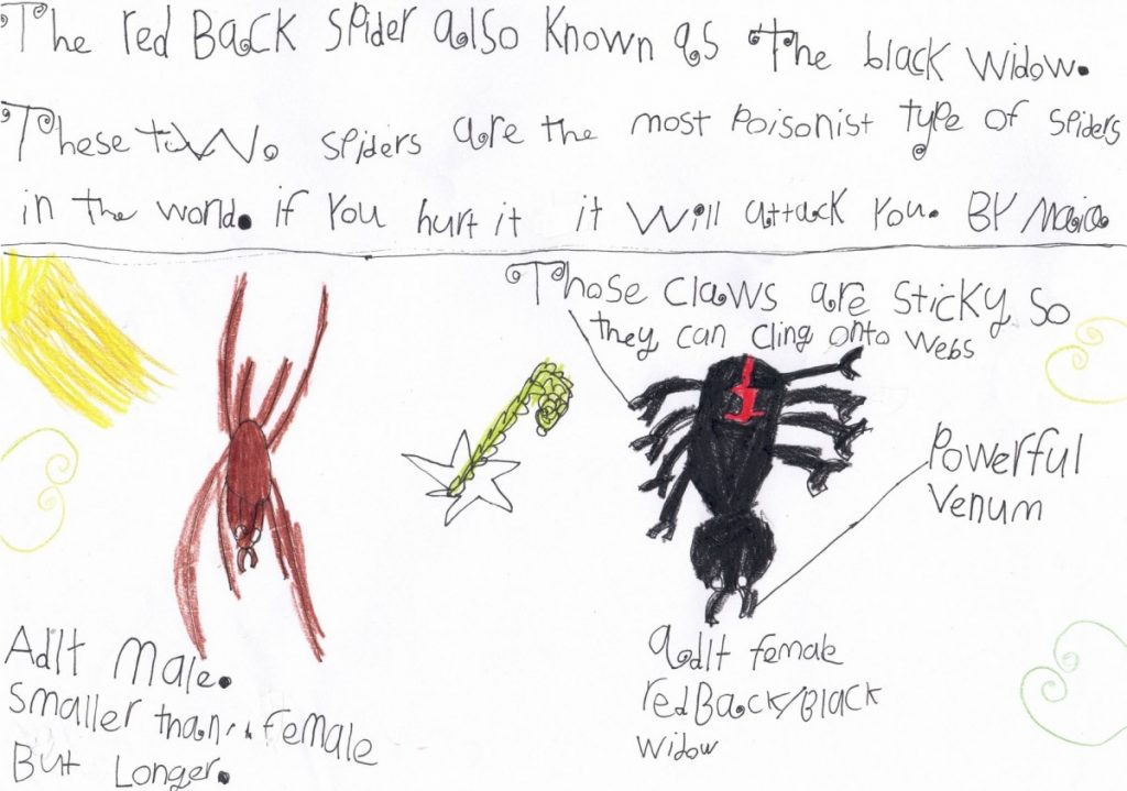 Maia Coopey – redback spider project_page-0001